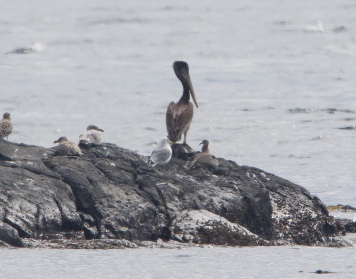 Brown Pelican - ML642415798