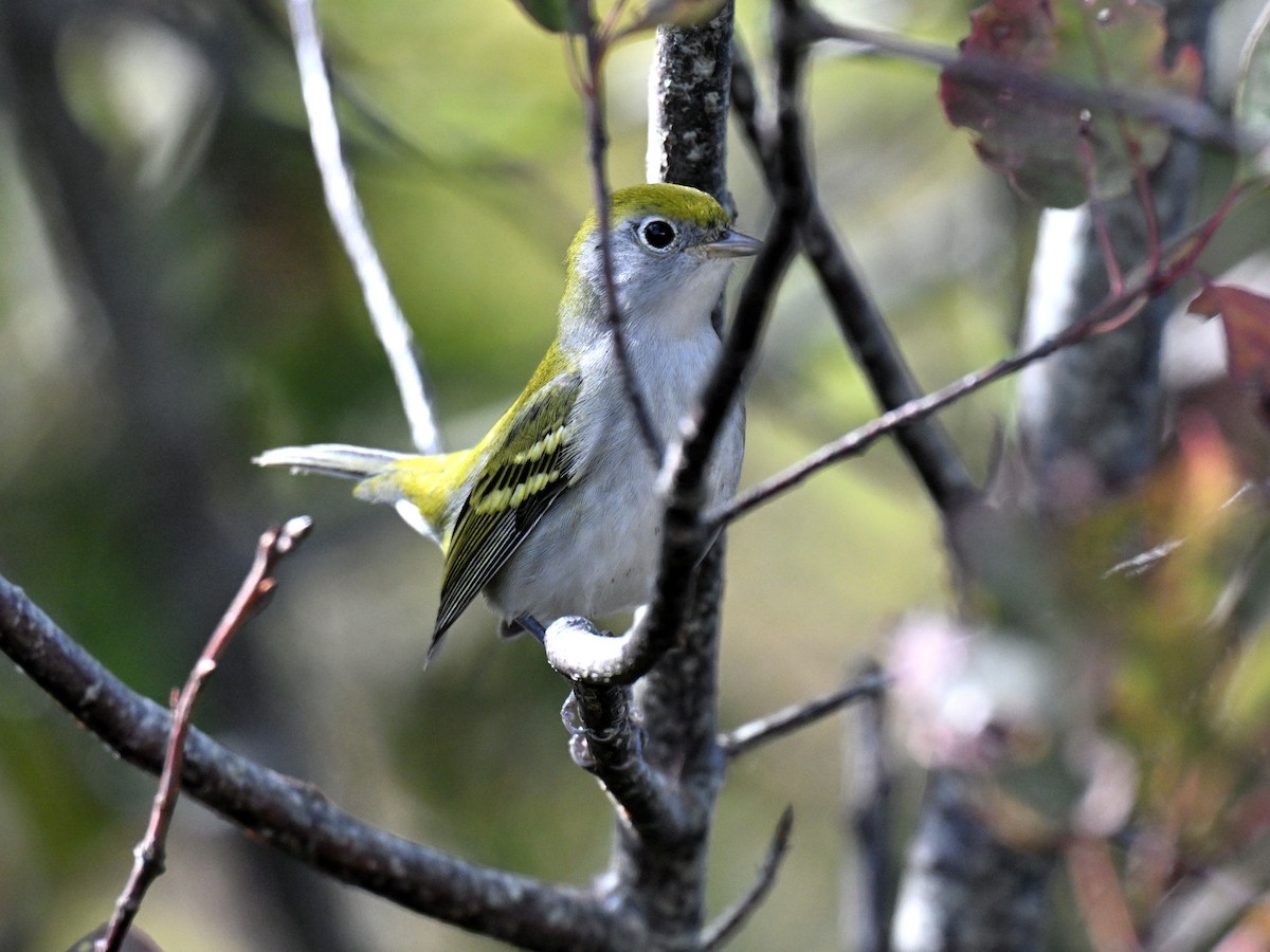 Chestnut-sided Warbler - ML642415811