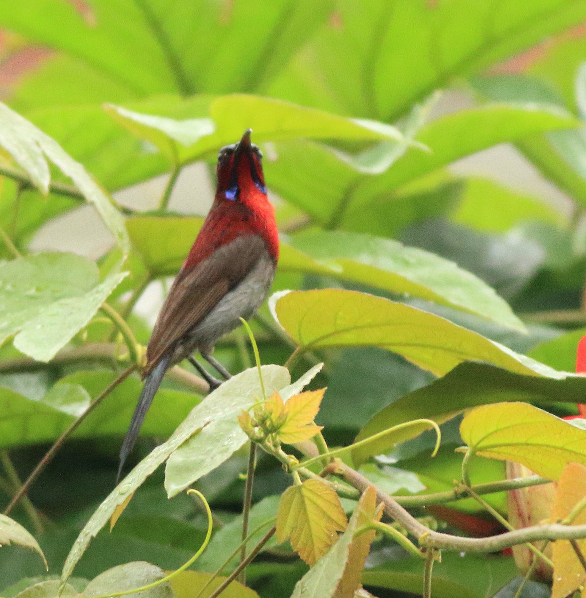 Vigors's Sunbird - ML642415840