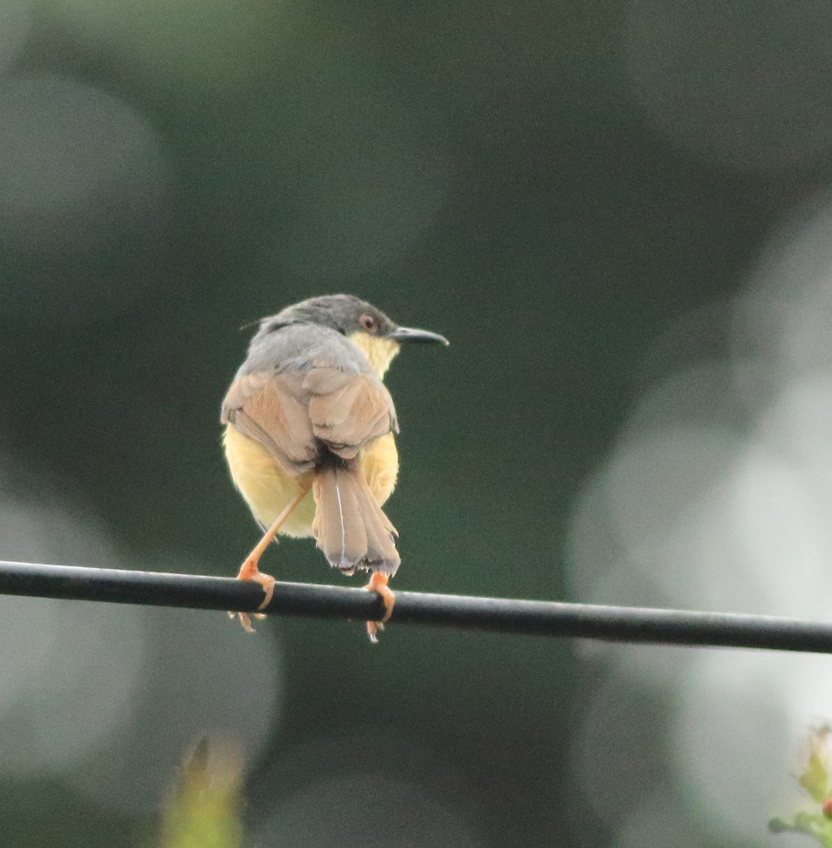 Ashy Prinia - ML642415845