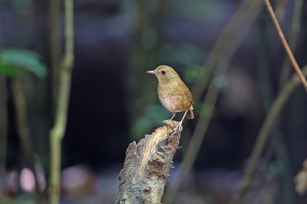 Lesser Shortwing - ML642415847