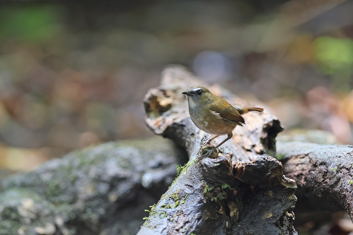 Lesser Shortwing - ML642415850