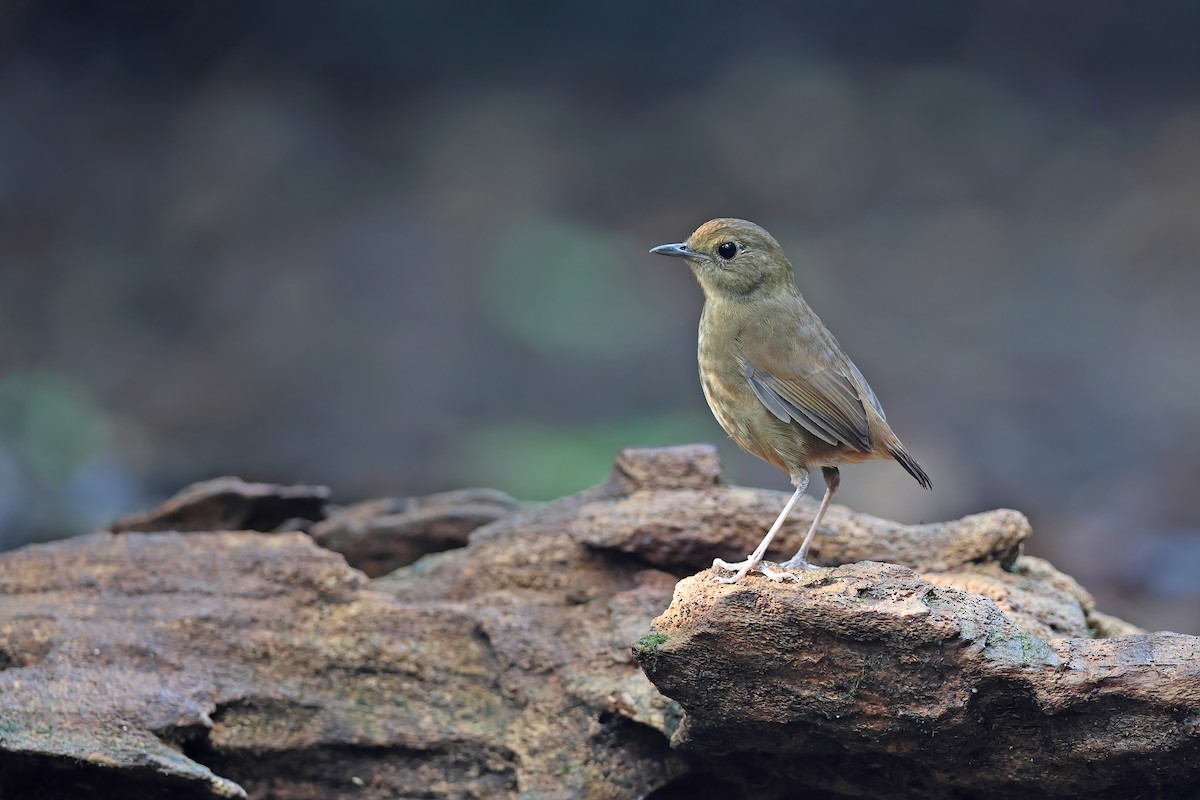 Lesser Shortwing - ML642415852