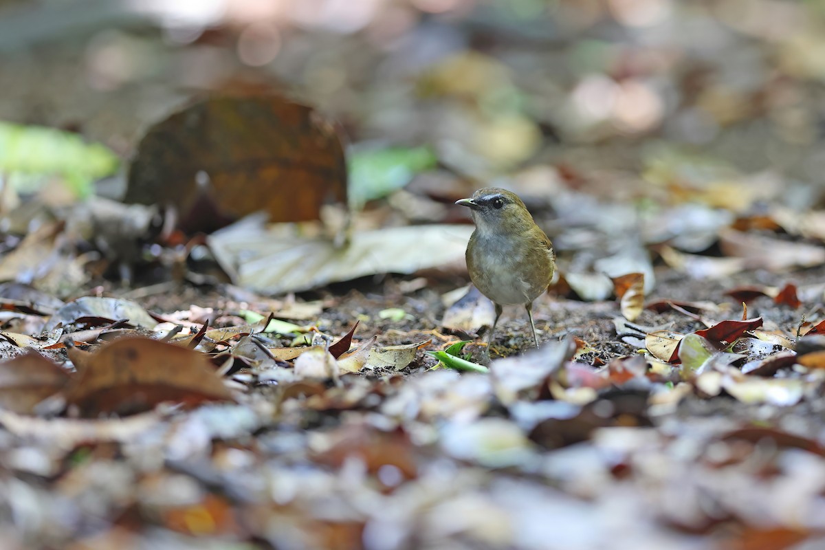Lesser Shortwing - ML642415853