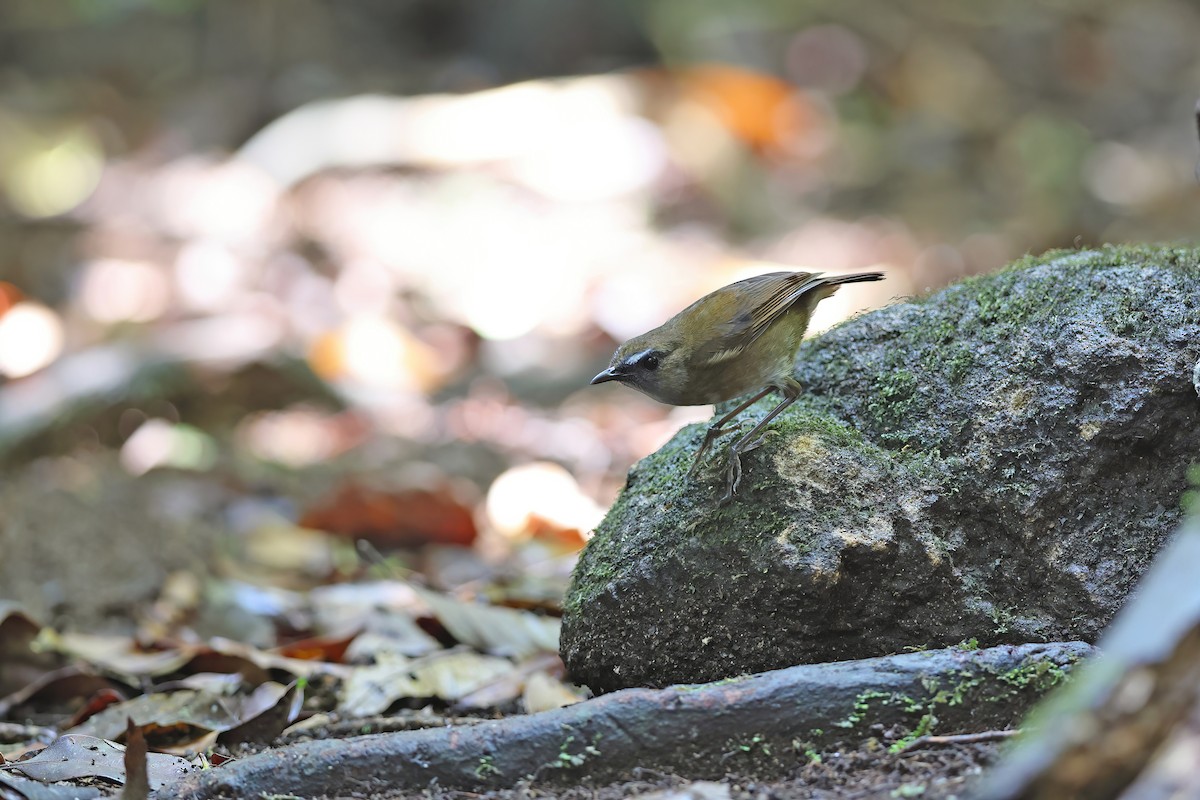 Lesser Shortwing - ML642415854