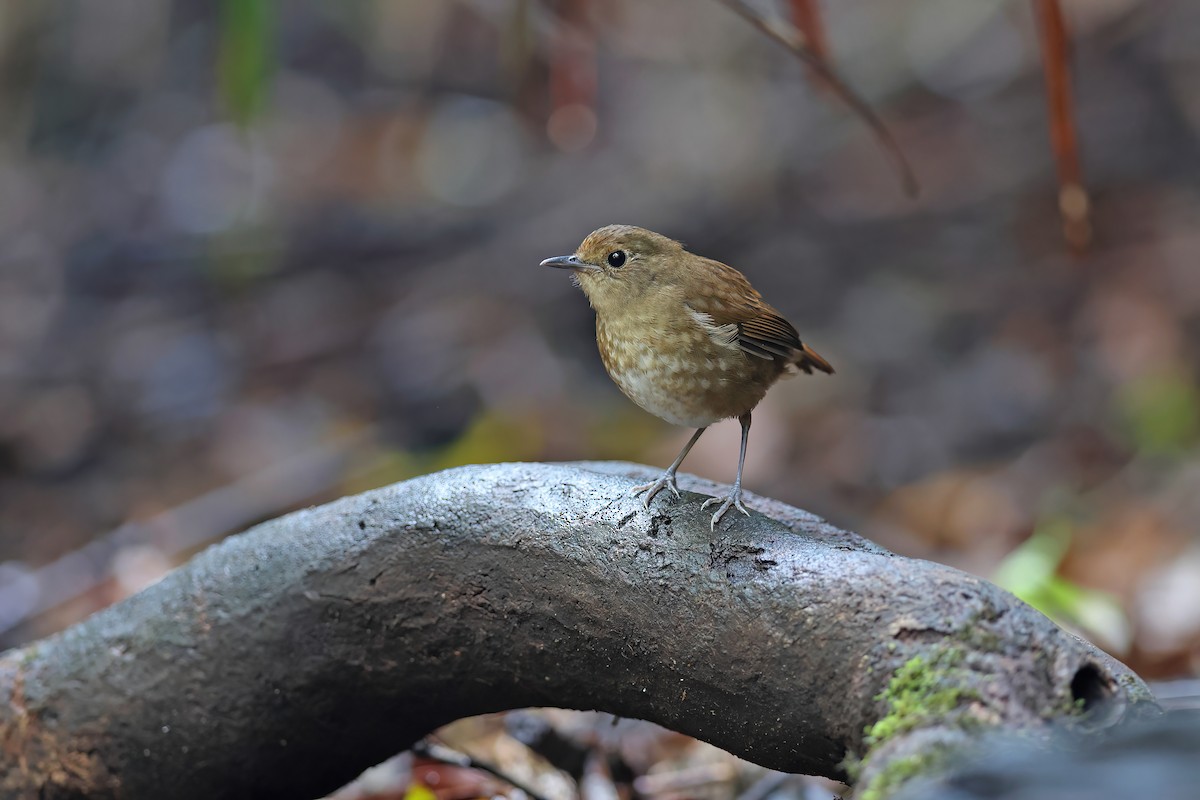 Lesser Shortwing - ML642415855