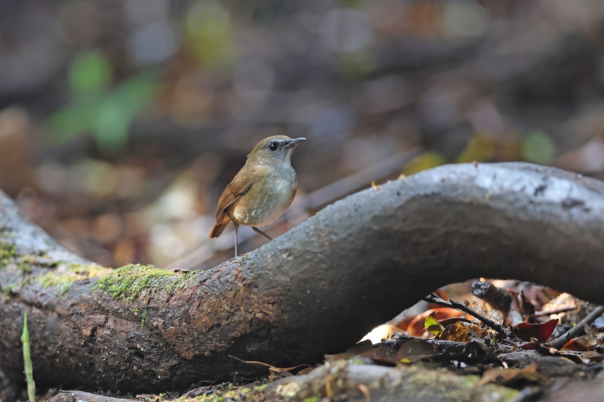 Lesser Shortwing - ML642415856