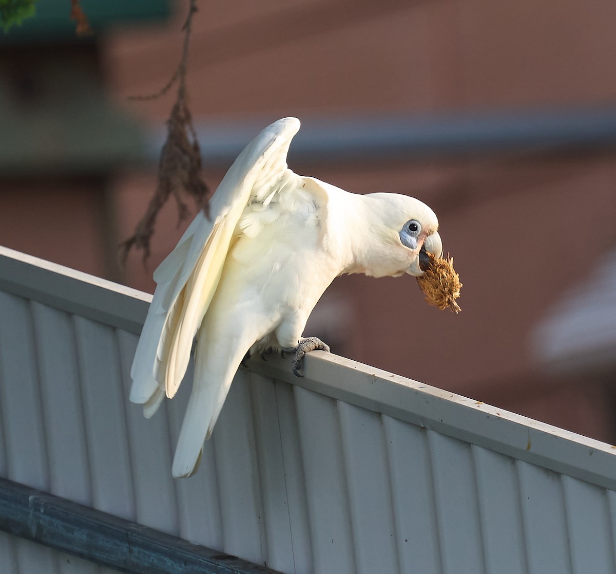 Little Corella - ML642415858