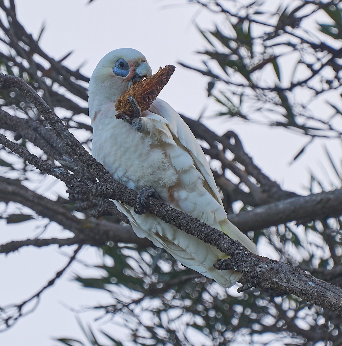 Little Corella - ML642415859