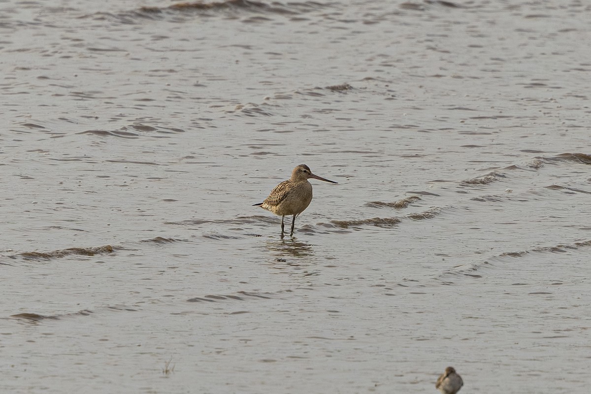 Bar-tailed Godwit - ML642415860