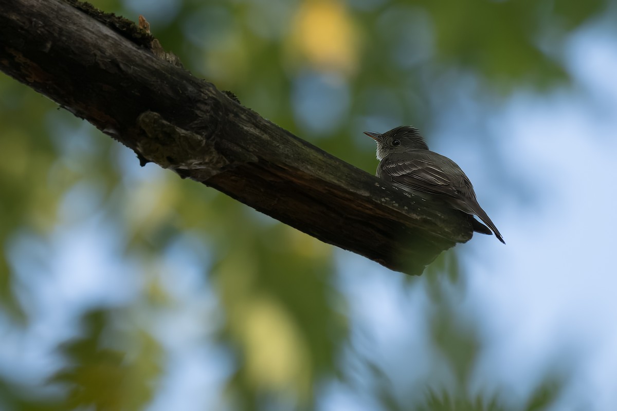Eastern Wood-Pewee - ML642415862