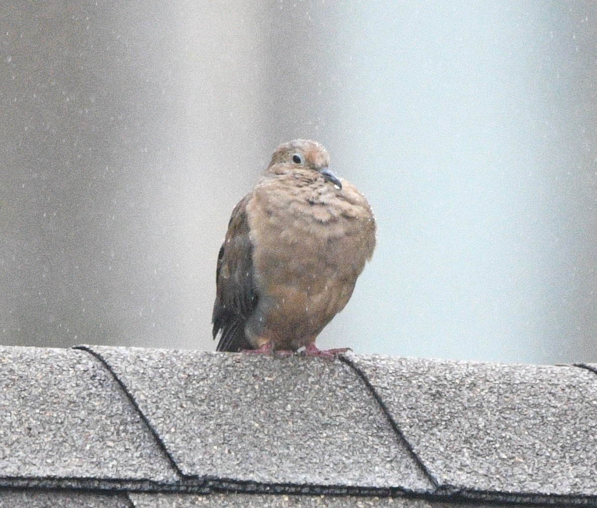 Mourning Dove - ML642415864