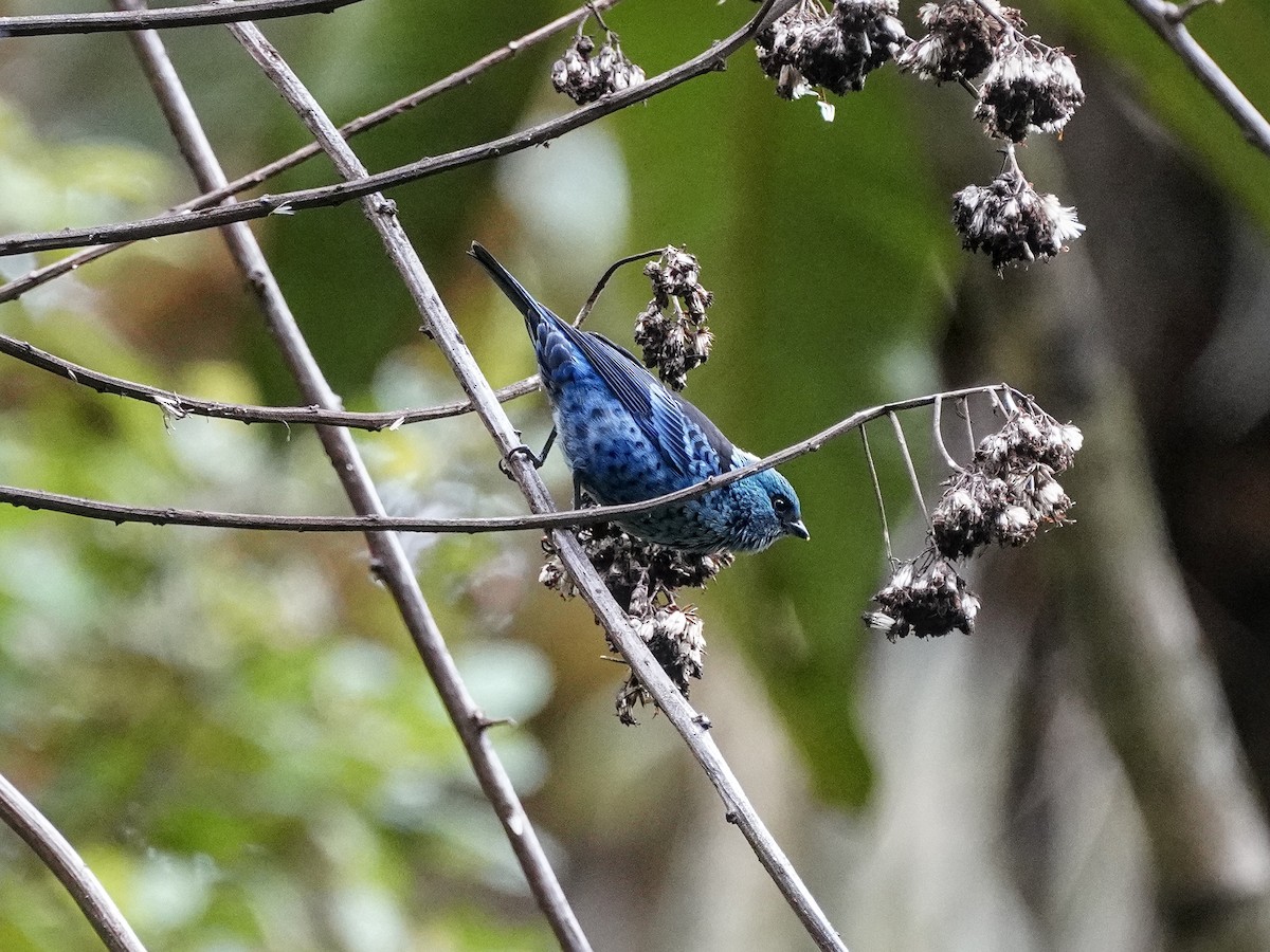 Blue-and-black Tanager - ML642415865