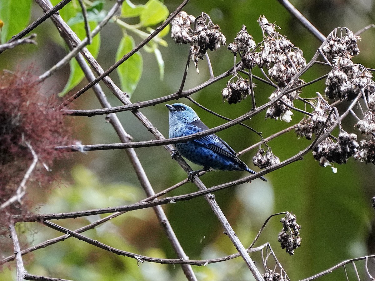 Blue-and-black Tanager - ML642415866