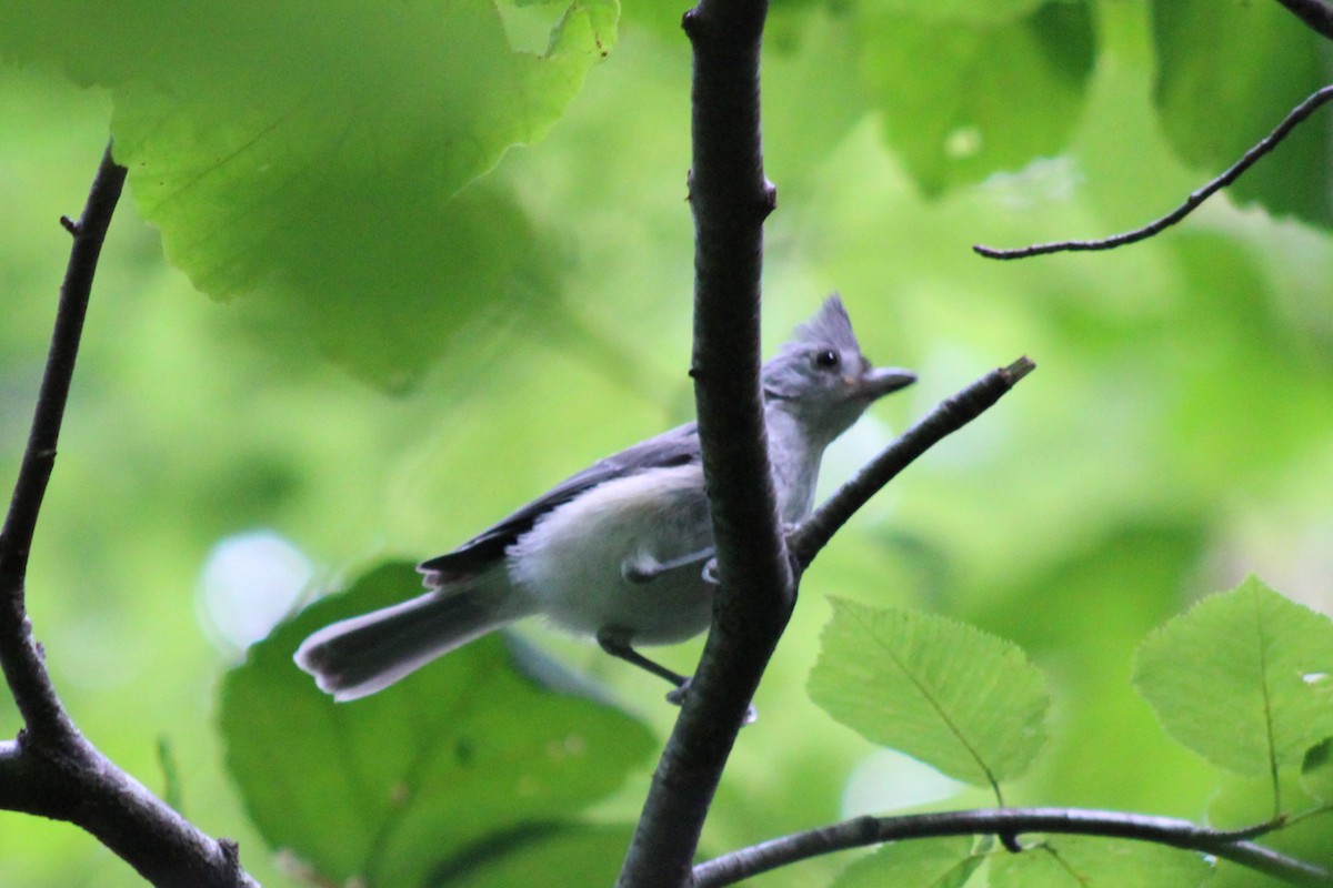 Tufted Titmouse - ML642415869