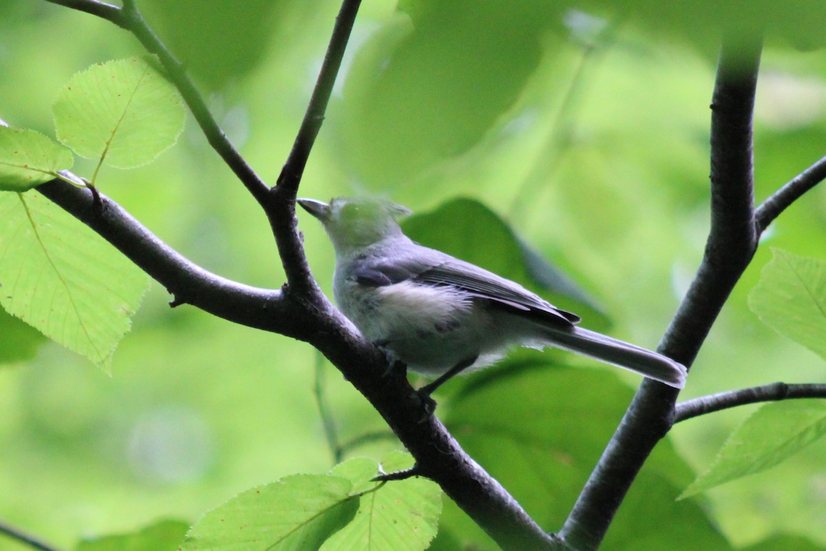 Tufted Titmouse - ML642415870
