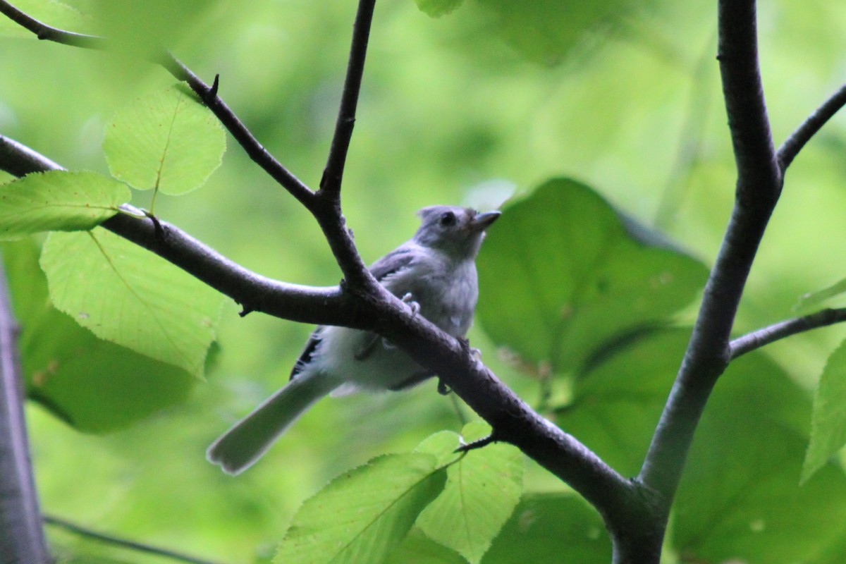 Tufted Titmouse - ML642415871