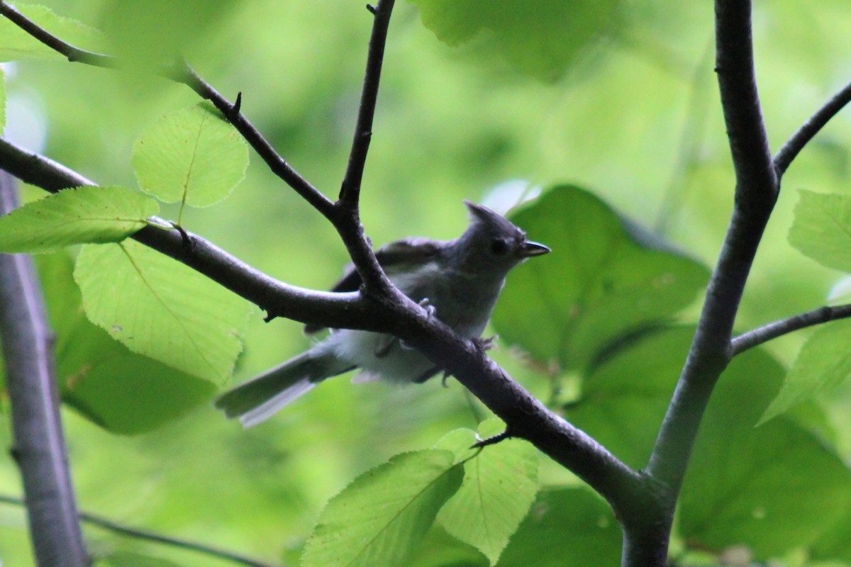 Tufted Titmouse - ML642415872