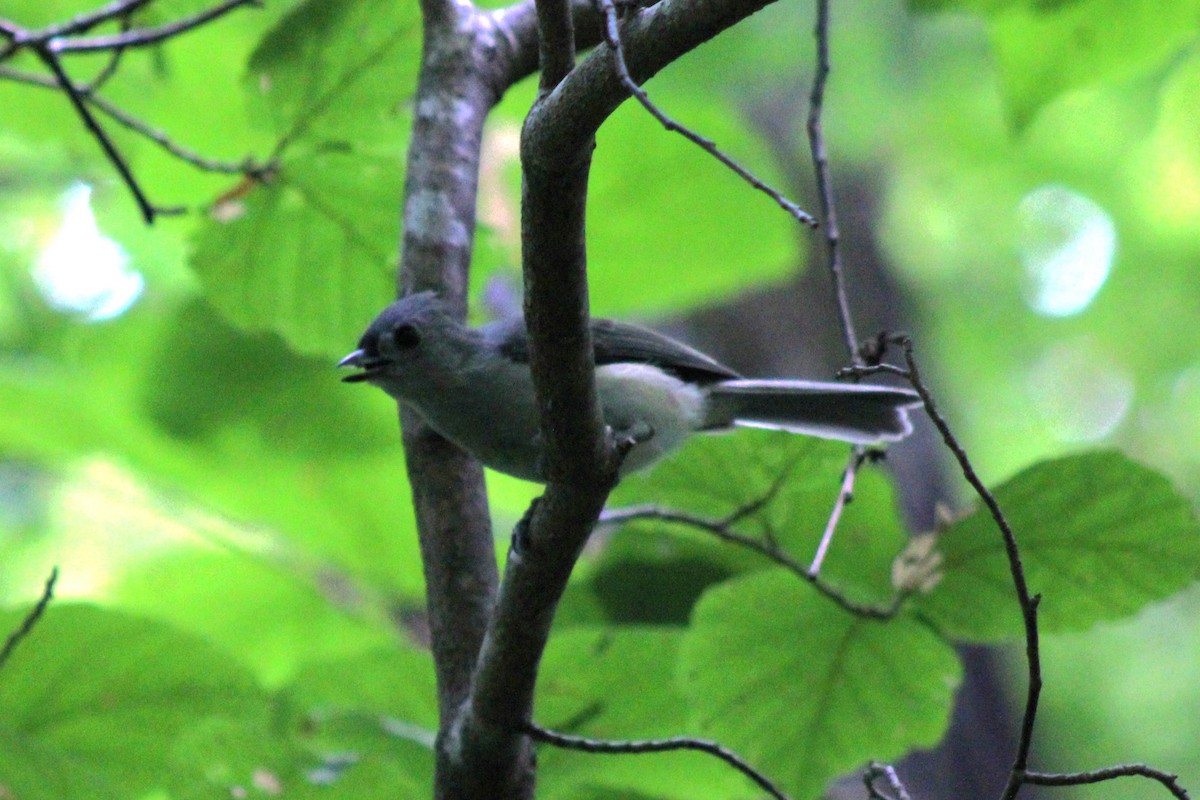 Tufted Titmouse - ML642415873