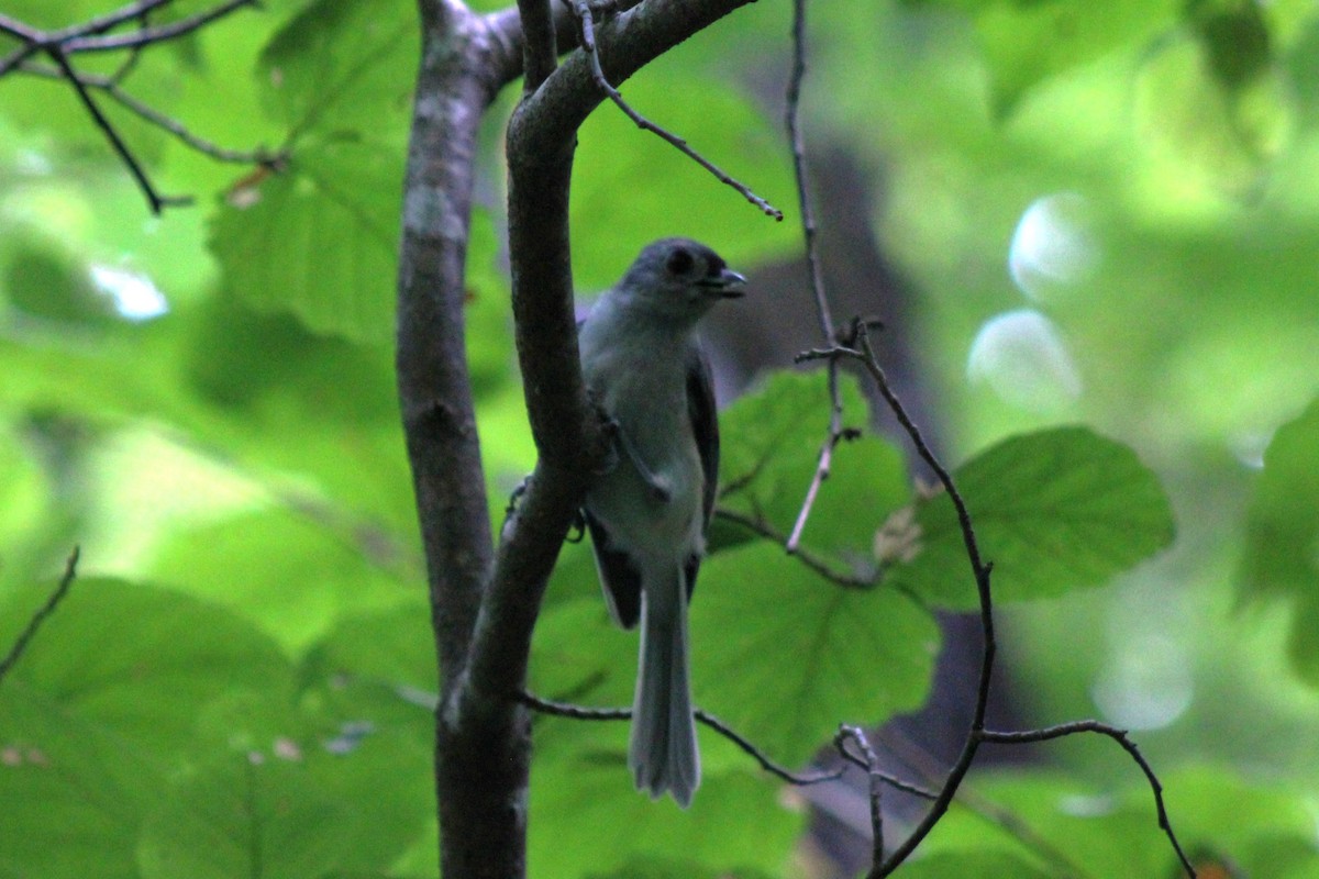 Tufted Titmouse - ML642415874