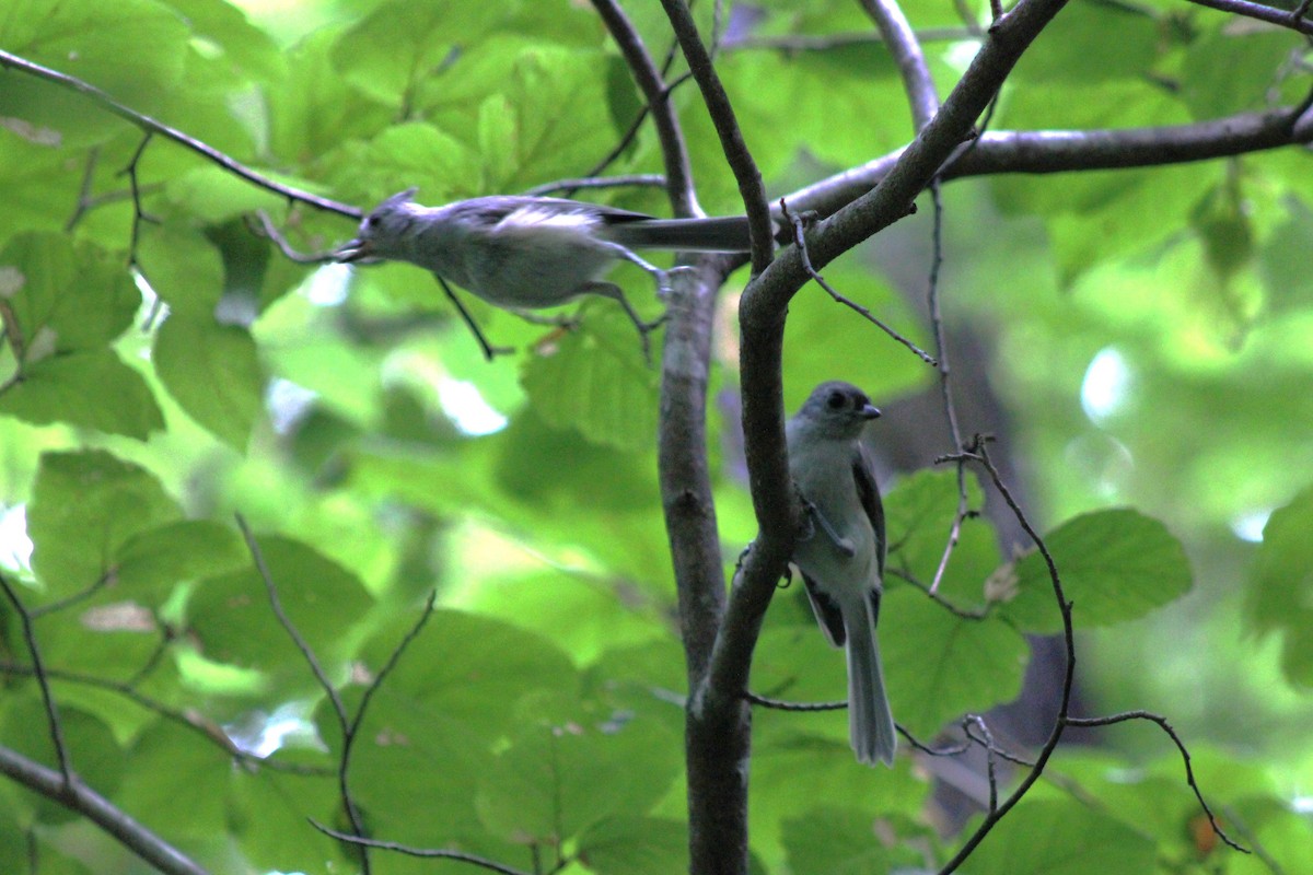 Tufted Titmouse - ML642415875