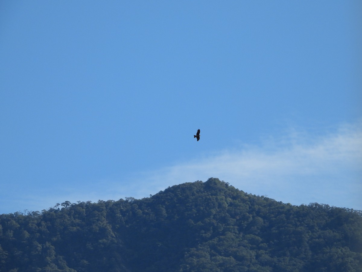 Black Kite - ML642415876
