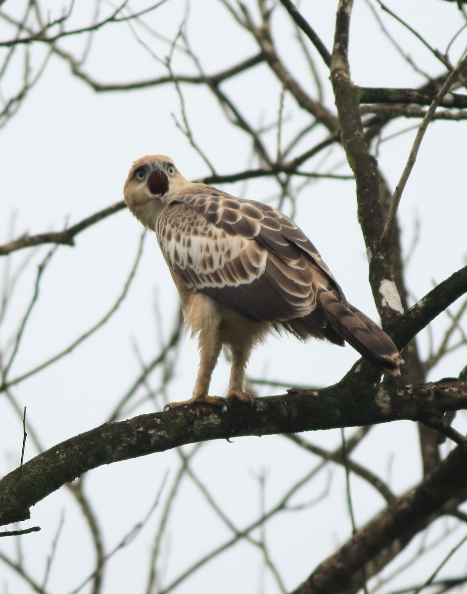 orel proměnlivý - ML642415877