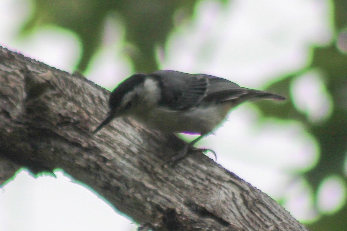 White-breasted Nuthatch - ML642415878