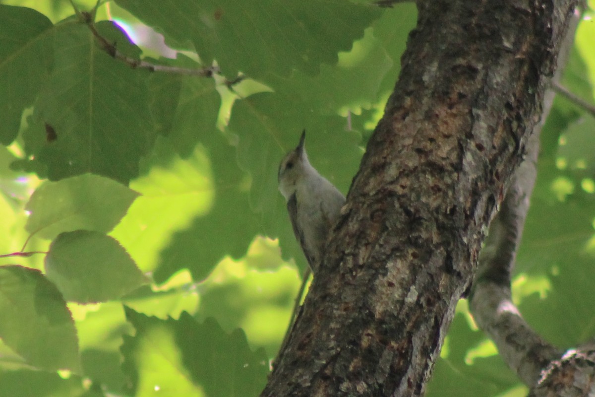 White-breasted Nuthatch - ML642415879