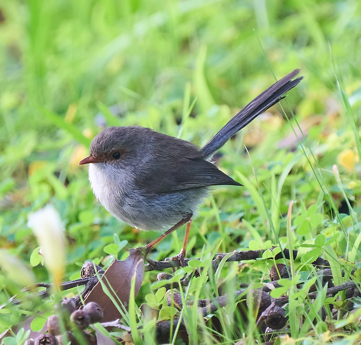 Superb Fairywren - ML642415880