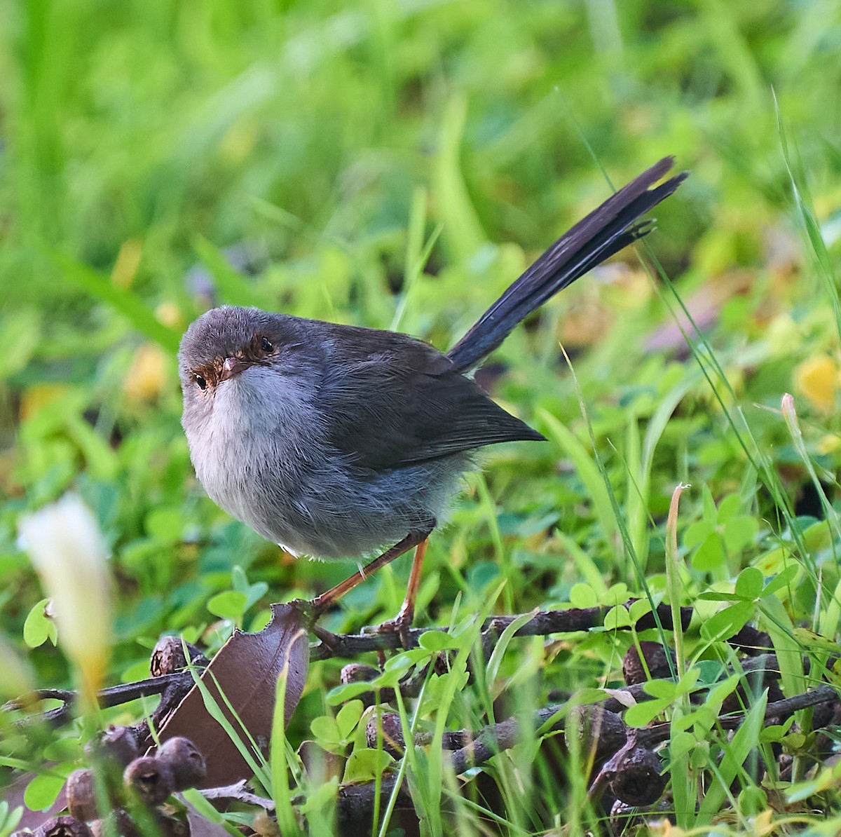 Superb Fairywren - ML642415881