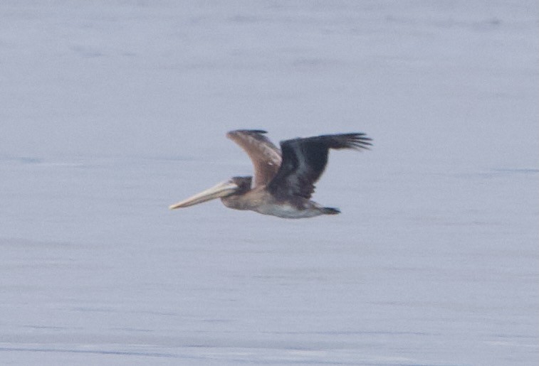 Brown Pelican - ML642415896