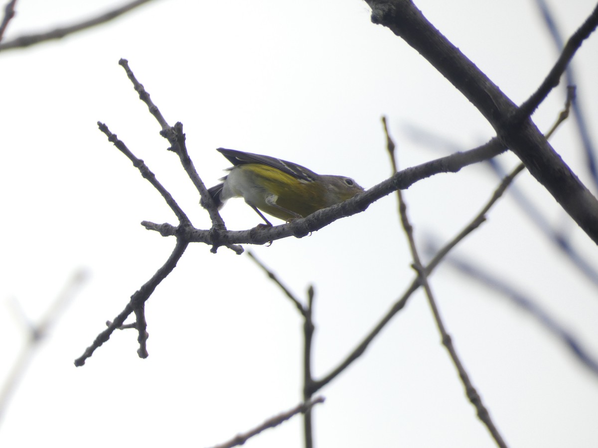 Magnolia Warbler - ML642415898