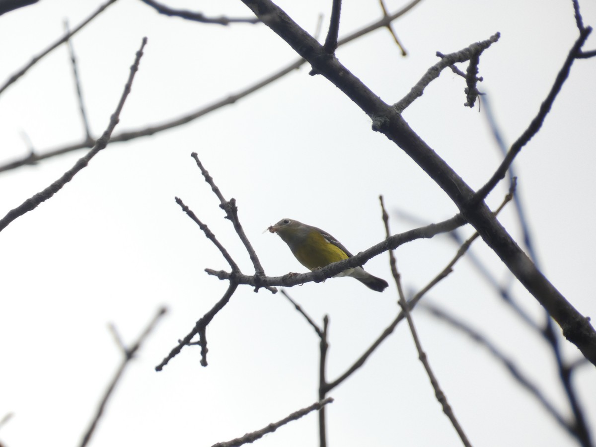 Magnolia Warbler - ML642415900