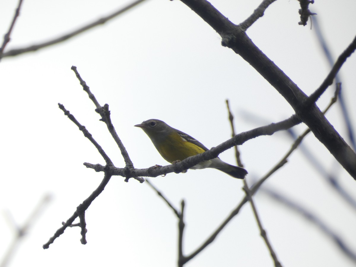 Magnolia Warbler - ML642415901