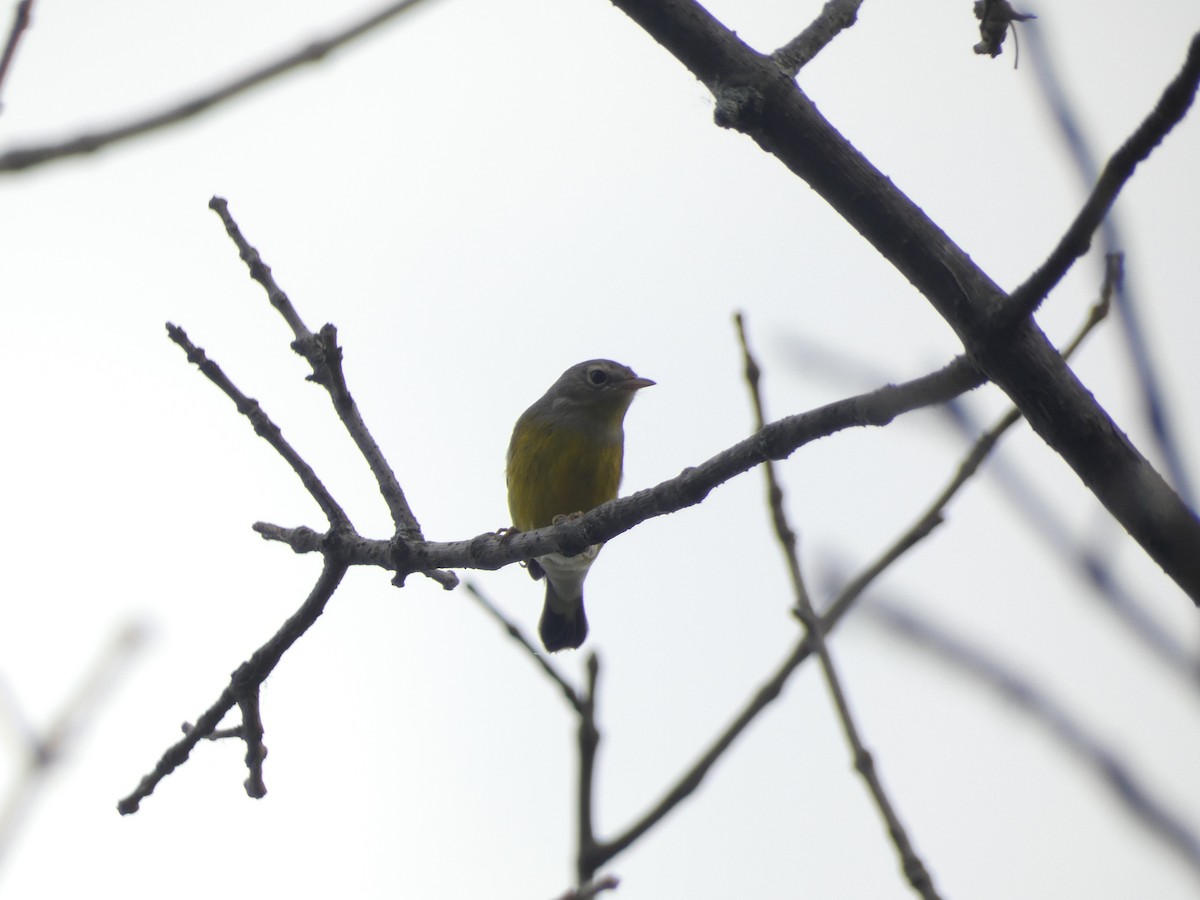 Magnolia Warbler - ML642415902