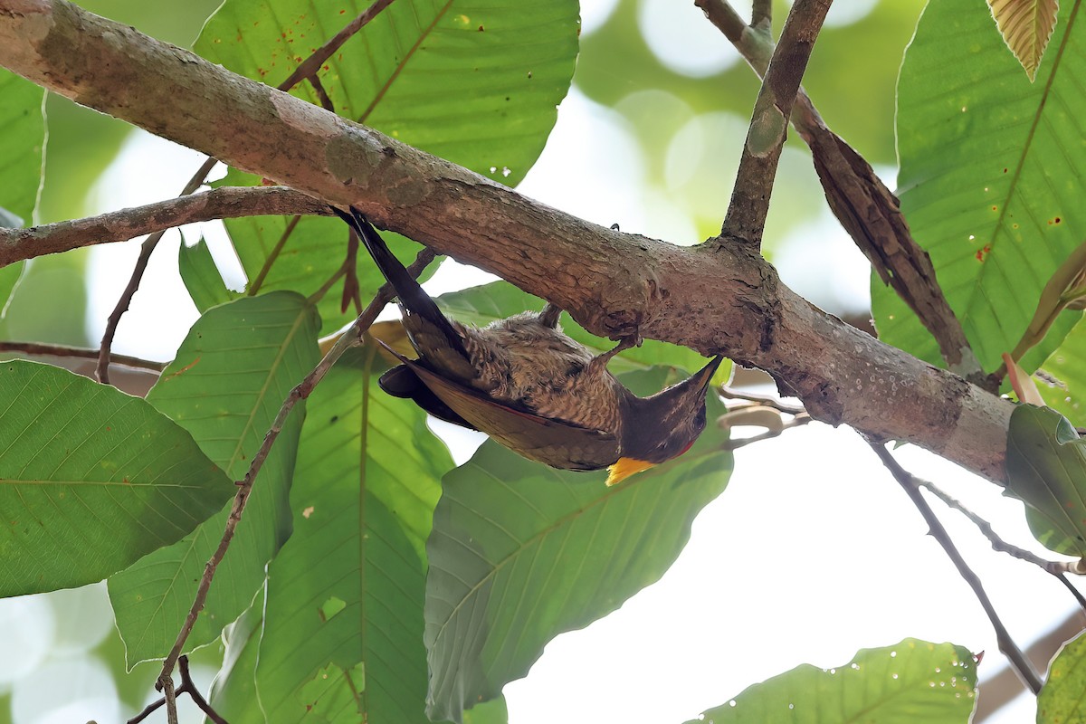 Lesser Yellownape - ML642415910