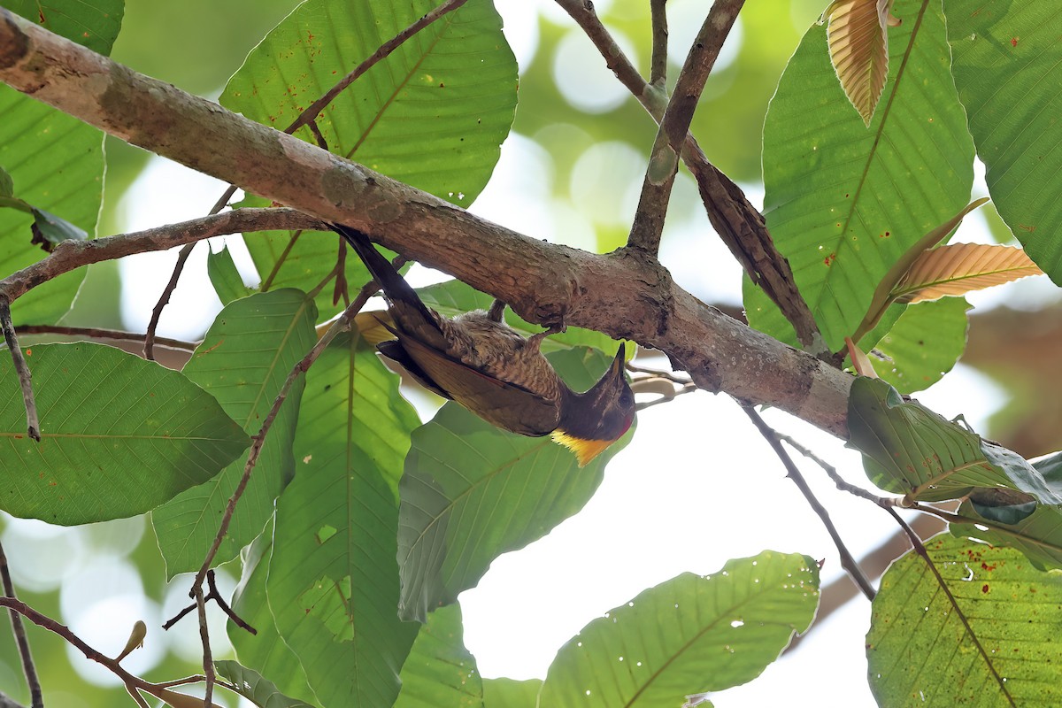 Lesser Yellownape - ML642415911
