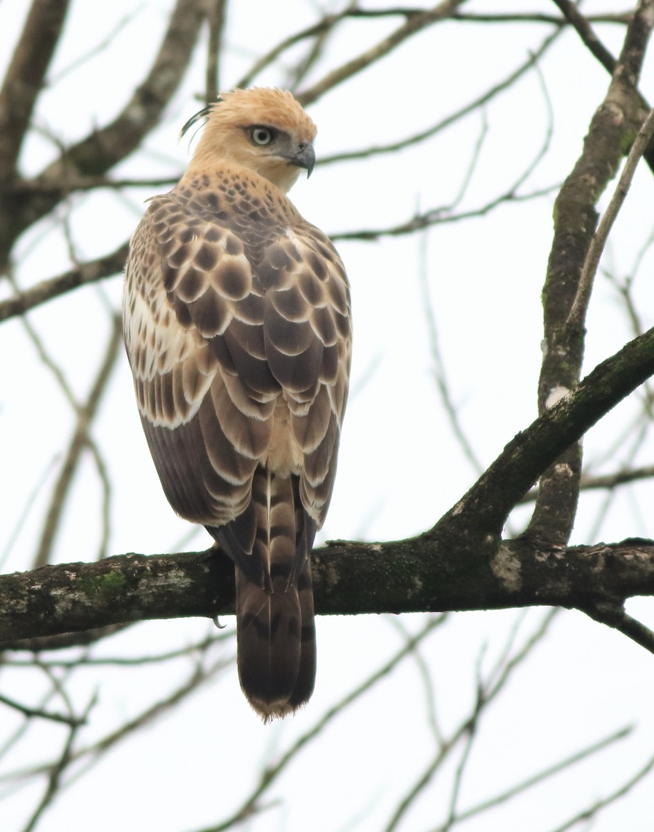 Changeable Hawk-Eagle - ML642415915