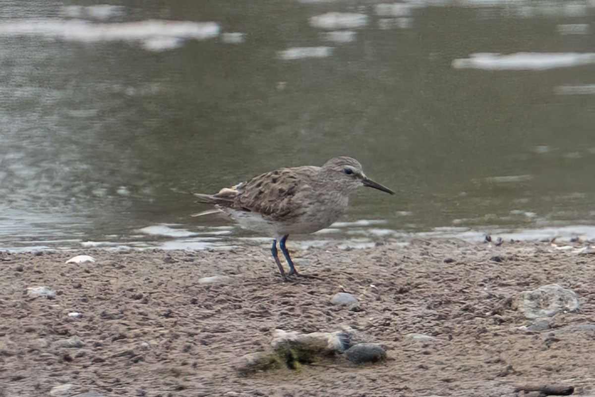 White-rumped Sandpiper - ML642415916