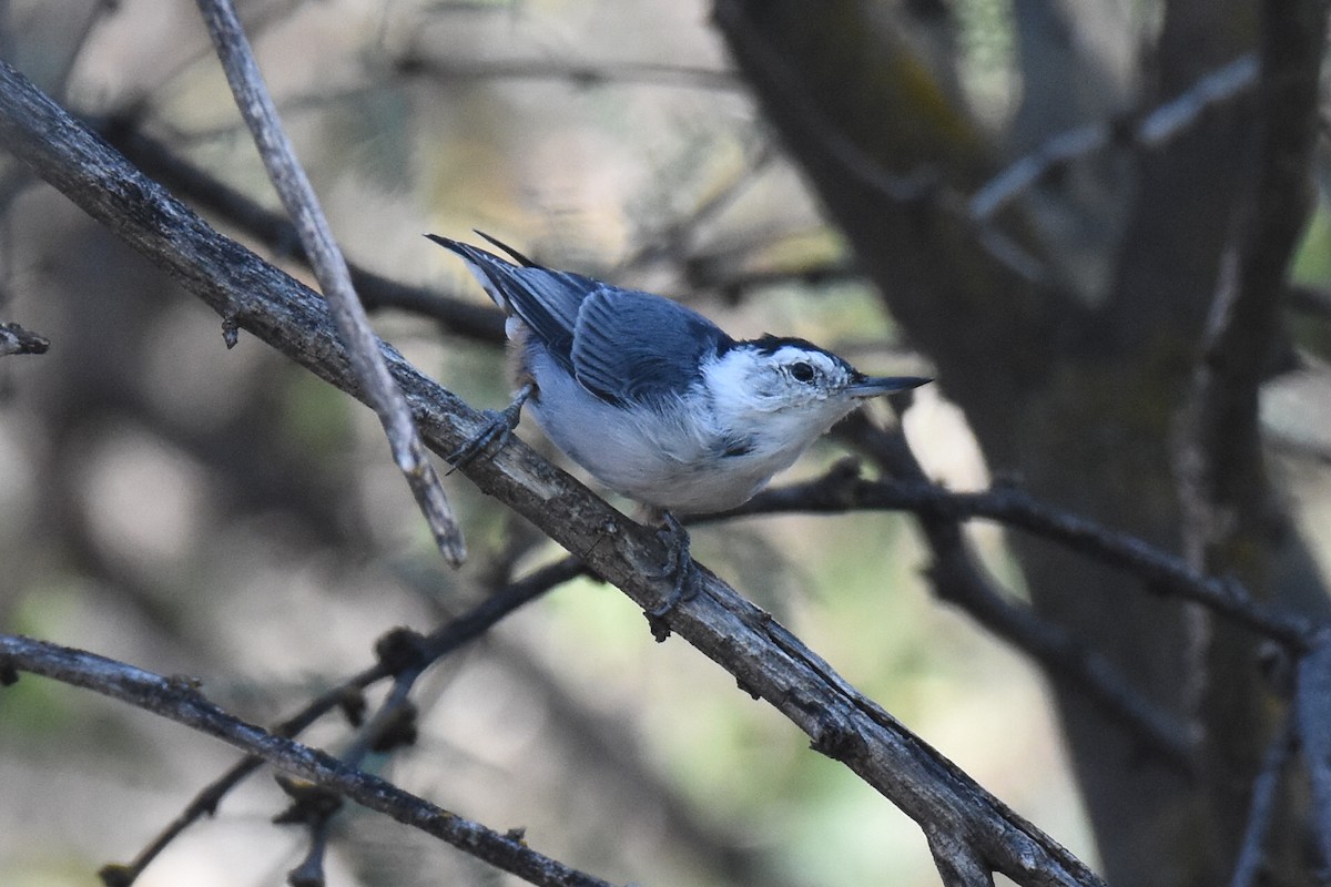 White-breasted Nuthatch - ML642415917