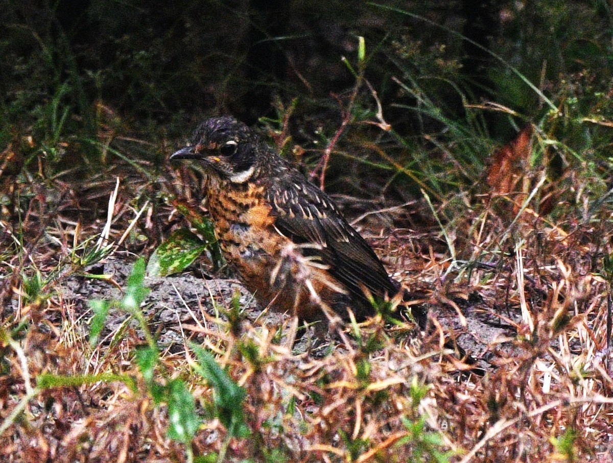 American Robin - ML642415919