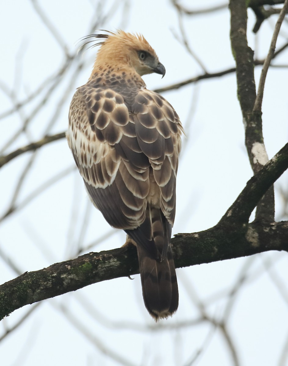Changeable Hawk-Eagle - ML642415920