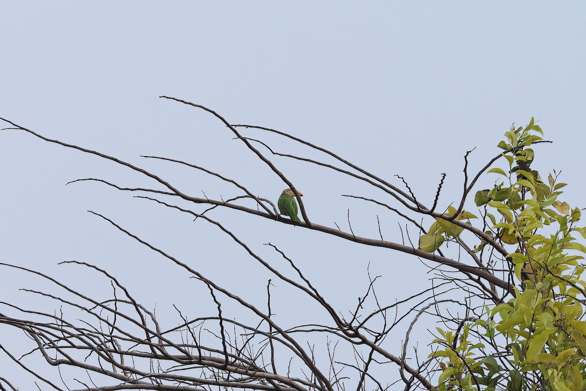 Lineated Barbet - ML642415926