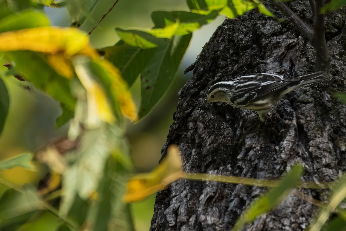 Black-and-white Warbler - ML642415927