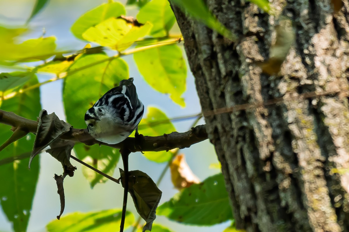 Black-and-white Warbler - ML642415928