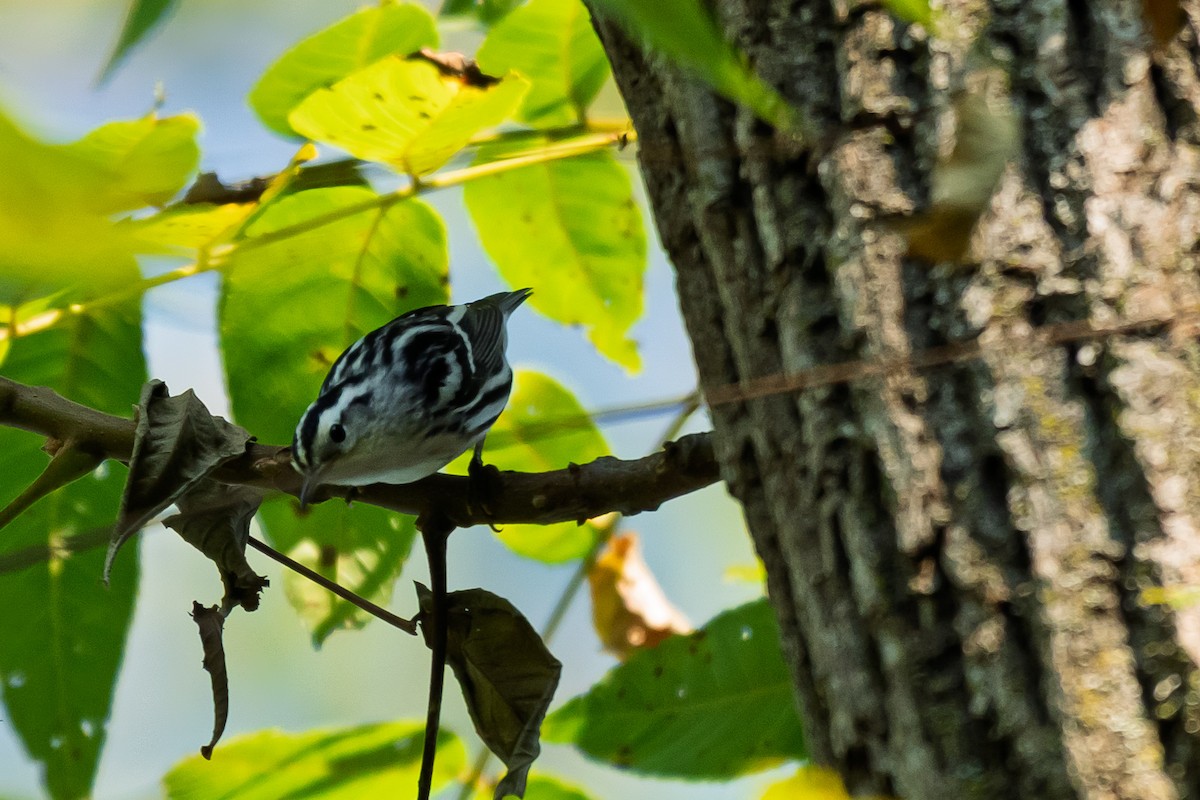 Black-and-white Warbler - ML642415929