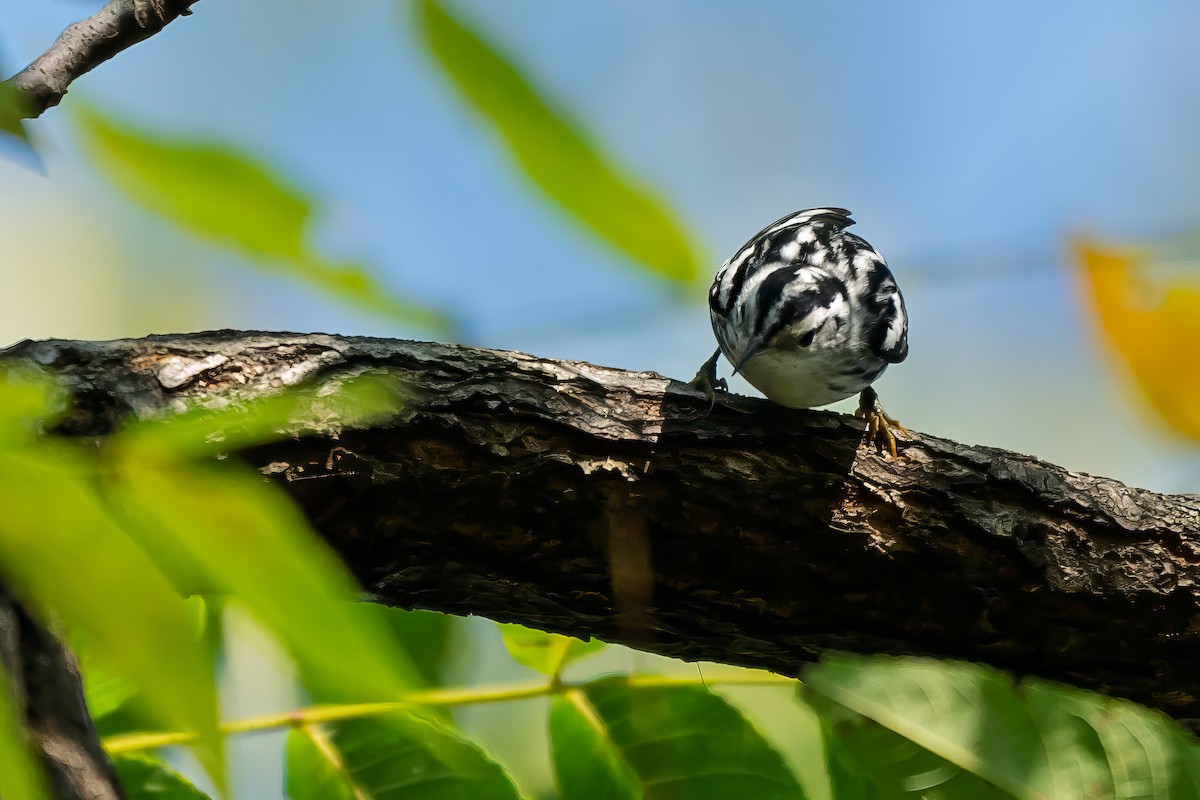Black-and-white Warbler - ML642415930