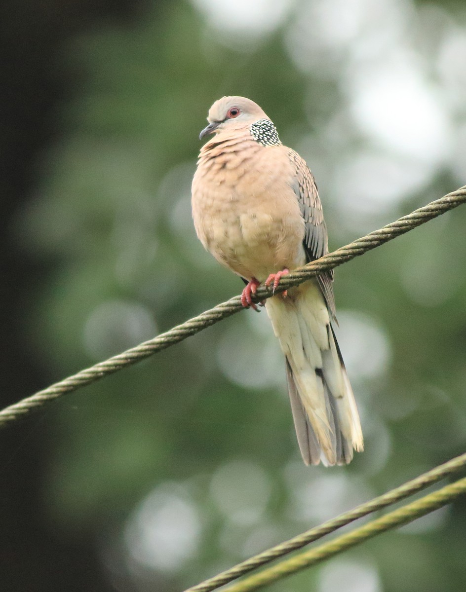 Spotted Dove - ML642415931