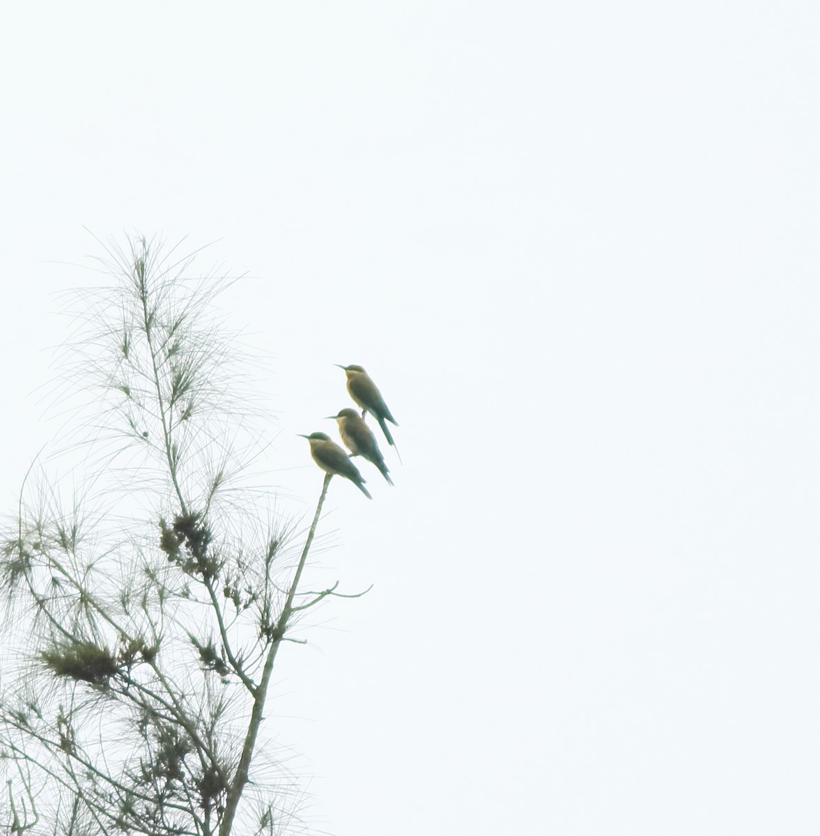 Blue-tailed Bee-eater - ML642415933